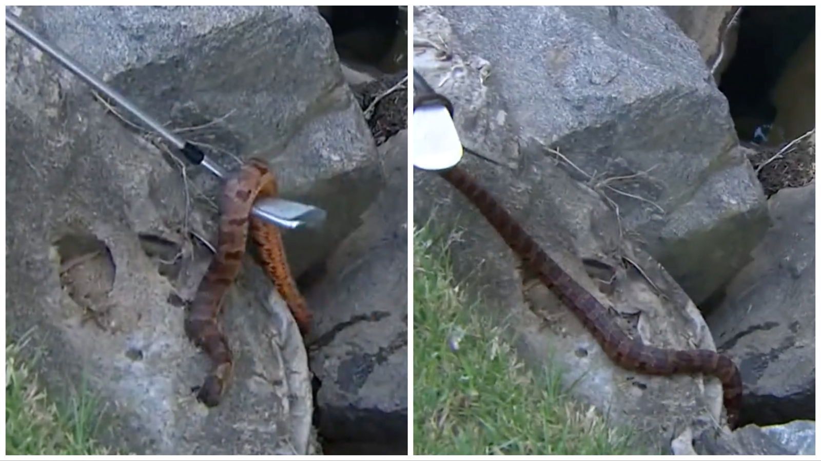 WATCH: PGA Tour star runs into SNAKE during Wells Fargo Championship!